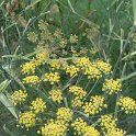 Foeniculum vulgare 'Smokey' fleur